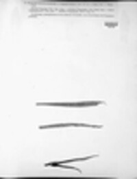 Puccinia hysterium image